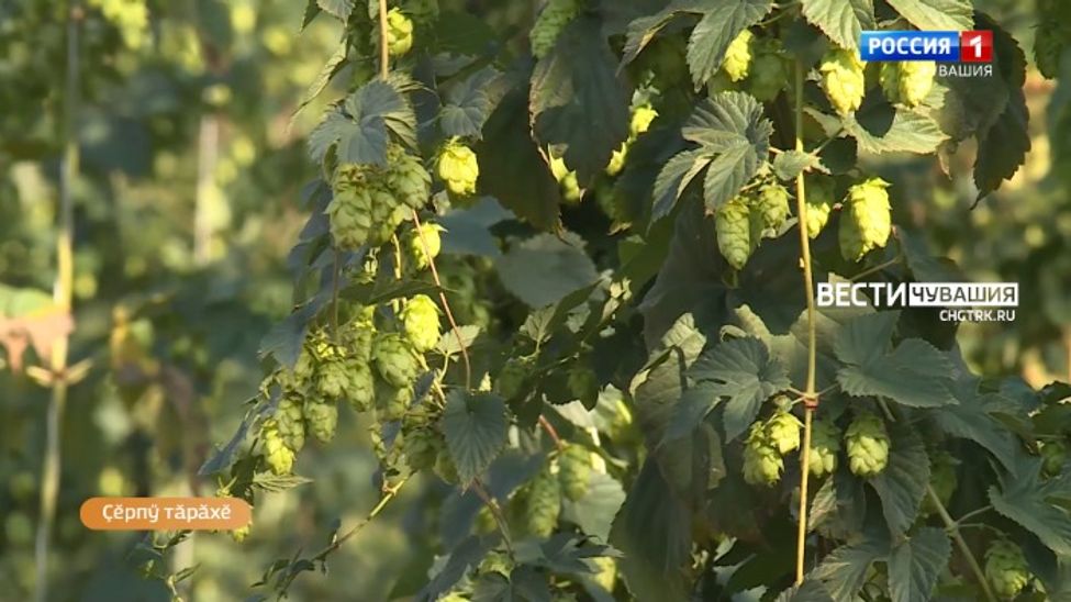 Алран кайми. Выпуск от 24.08.2023