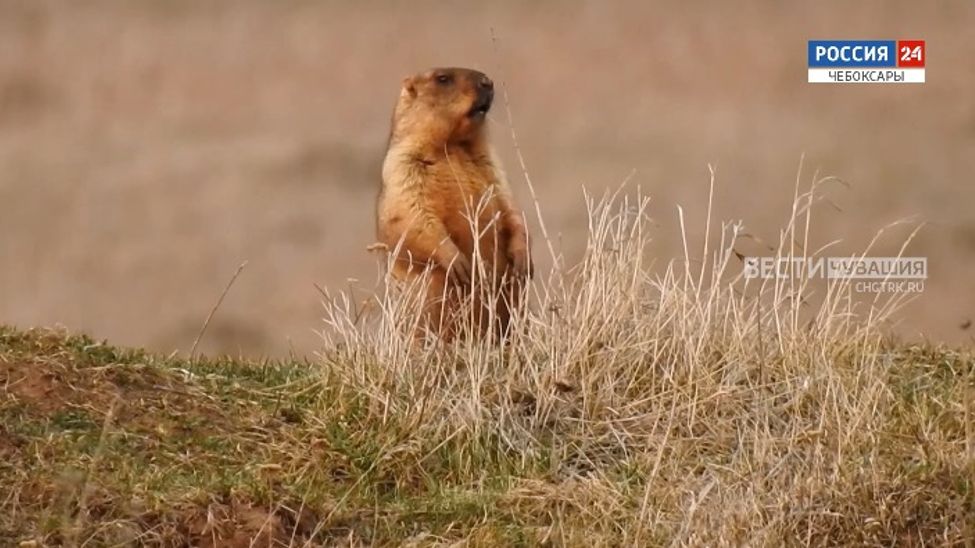 Вести. Экология. Выпуск от 22.04.2024