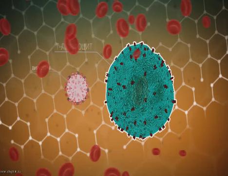 Механизм действия ВИЧ-инфекции. Стадии разрушения иммунной системы