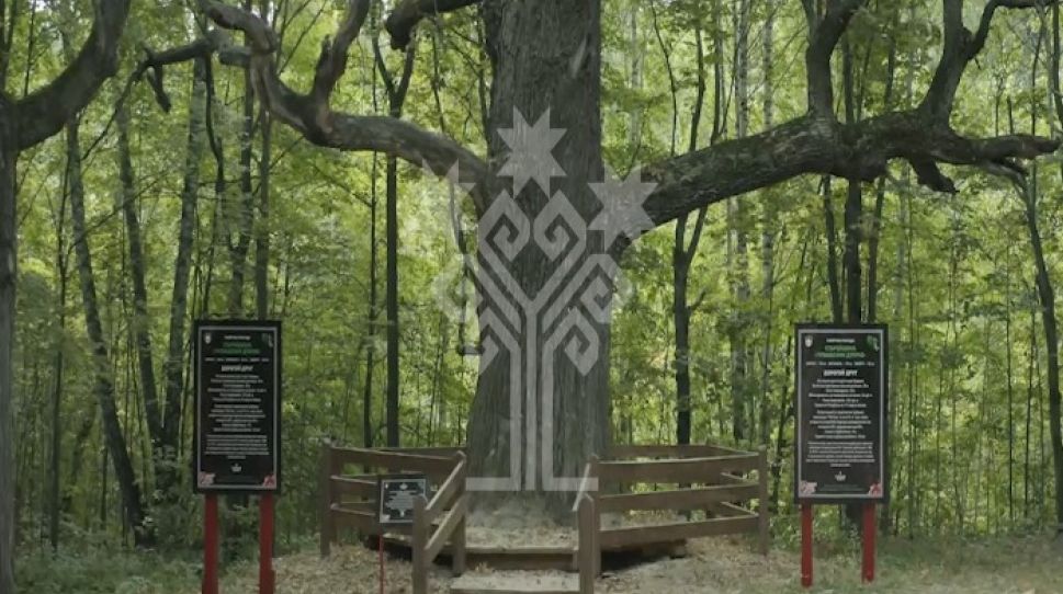 Старейшина чувашских дубов (чув)