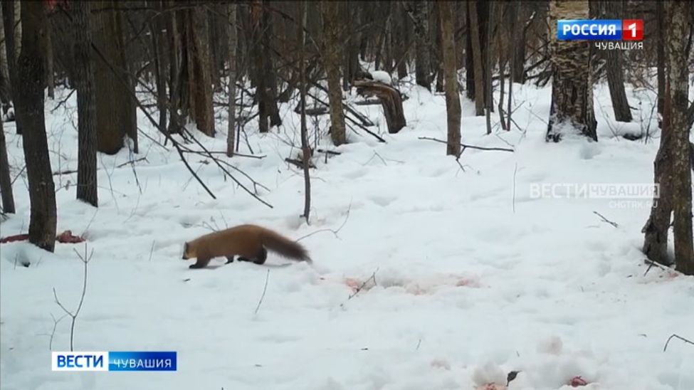 В заповеднике «Присурский» рассказали о зимнем рационе зверей