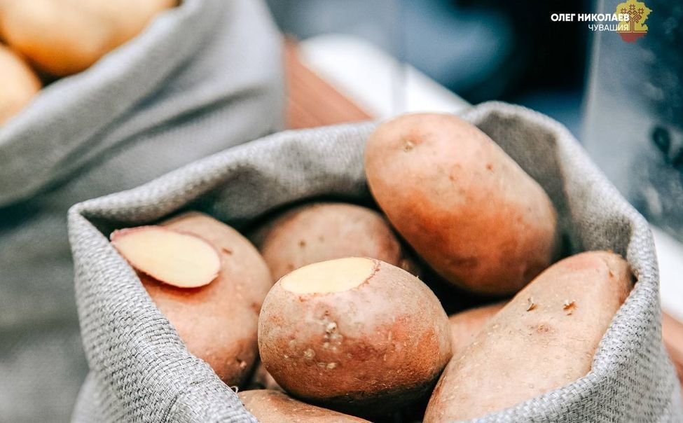 4 марта в Чувашии стартует выставка «Картофель-2026»